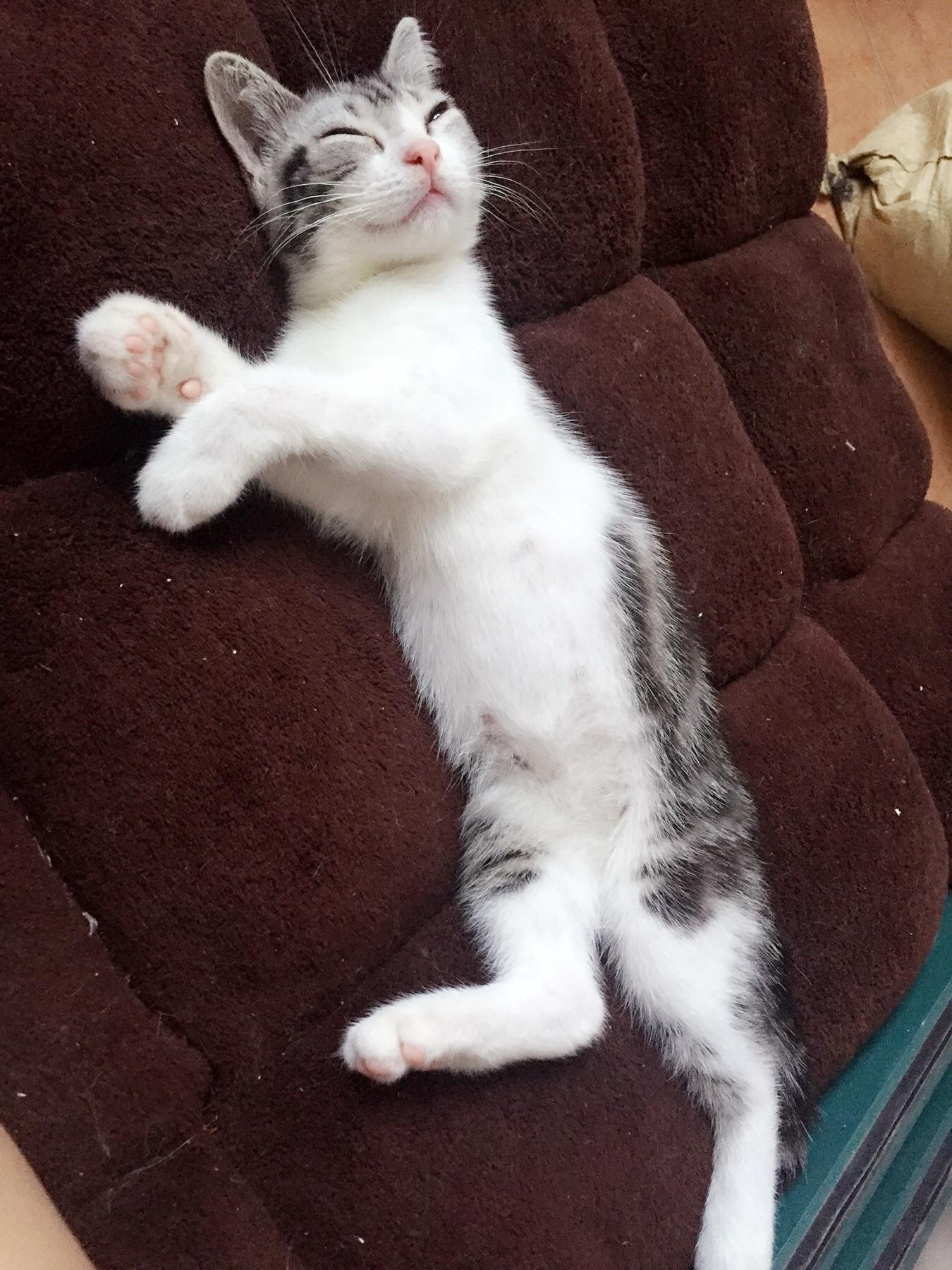 新养的美短小公猫,叫什么名字好呢? - 宠物 - 知