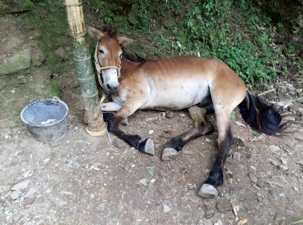 拍拍小骡子(没敢摸,怕它踹我).捕捉小鼩鼱.观察蜻蜓们做羞羞的事情.
