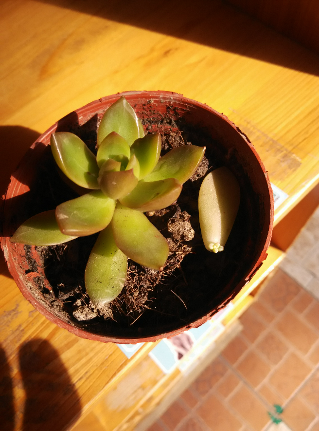 多肉要怎么叶插? - 徐徐要早睡早起的回答 - 知