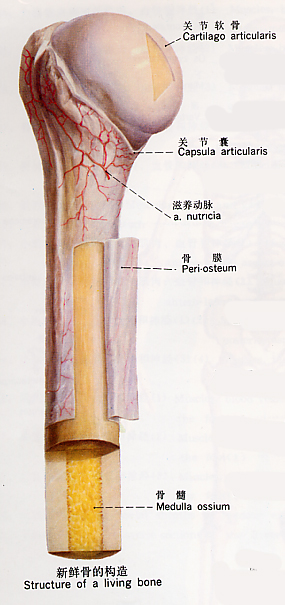 什么是骨骼构成 6cb89da695ad02601906da88e63d6c56_b.png