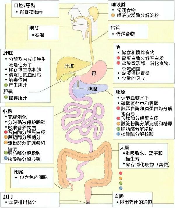 食物在人体内的消化吸收全过程