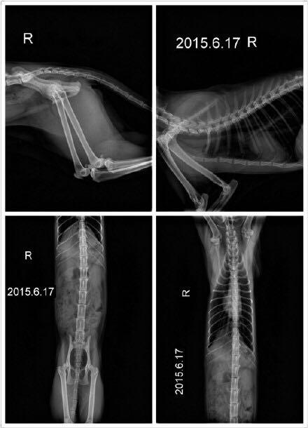 怎么看待网友们喷回忆专用小<em>马甲</em>的折耳猫<em>端午</em>