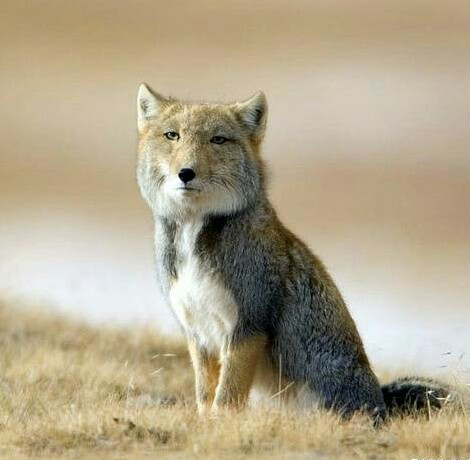 藏狐,如此魔性,怎么能没有它   显示全部