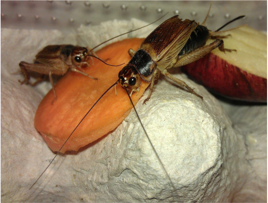 蟋蟀隶属于昆虫纲,直翅目,蟋蟀科,是正经的昆虫呢!