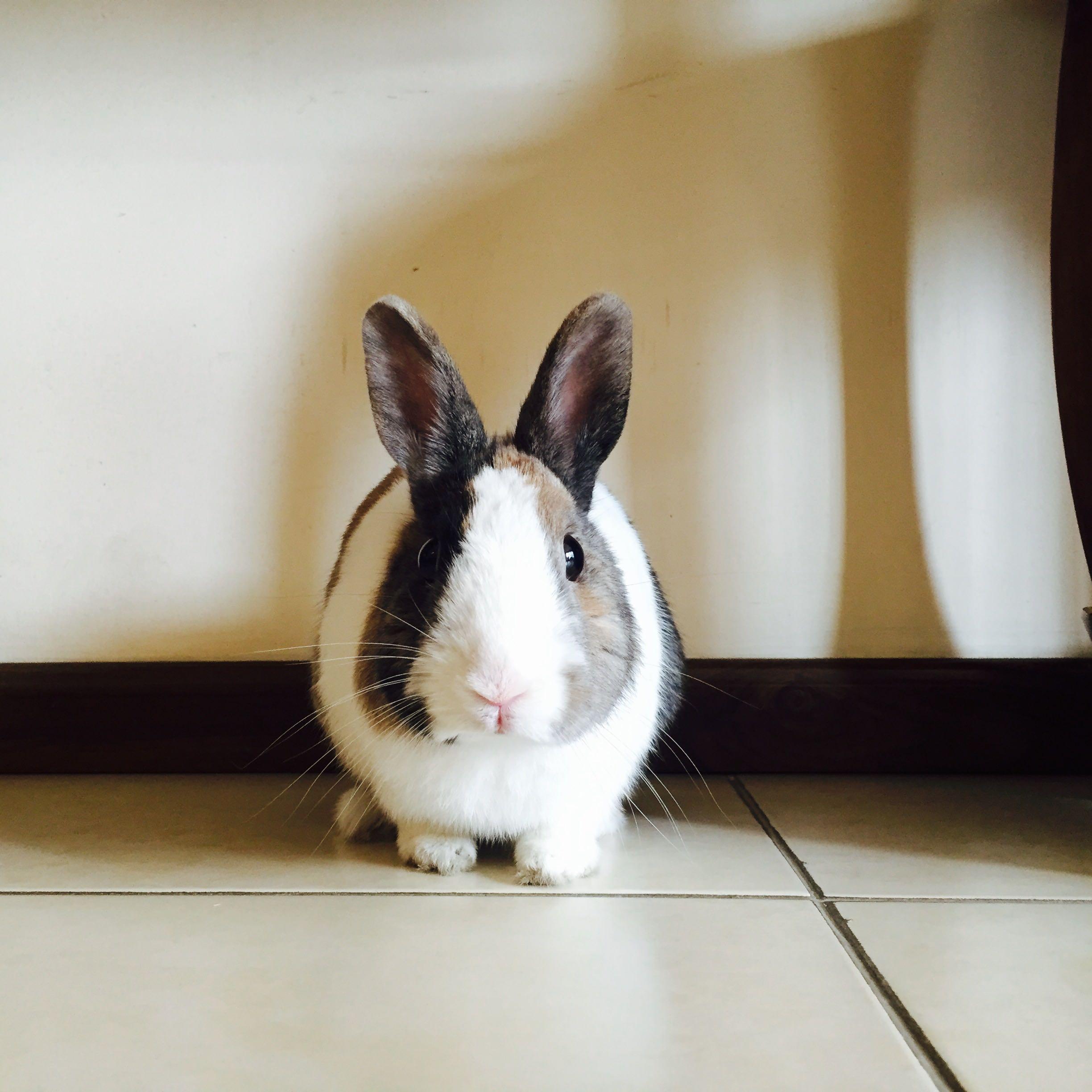 有养侏儒兔的小伙伴么 。?