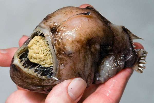 吞噬鳗真实图片