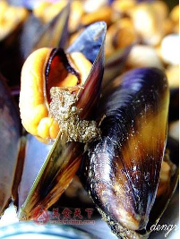 的七,象(ji)拔蚌太平洋潜泥蛤(panopea abrupta)海螂目 / 潜泥蛤科