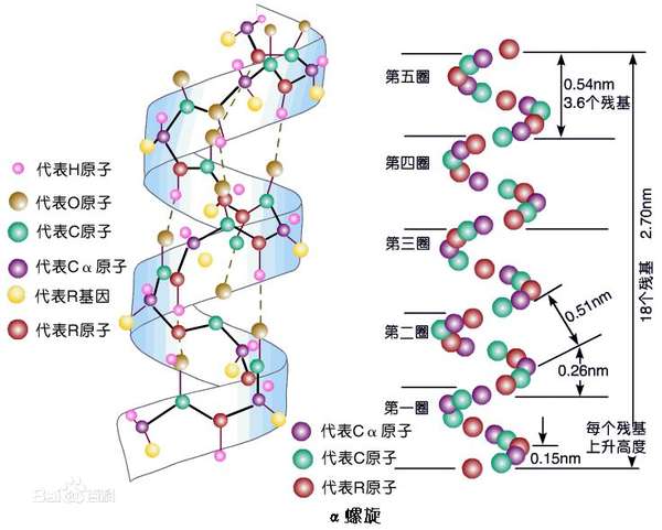 肽键结构图图片