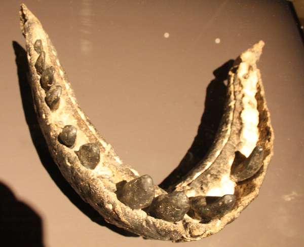 马门溪龙和腕龙的牙齿的形状像勺子,凿子,工兵铲一样,牙齿整体较宽
