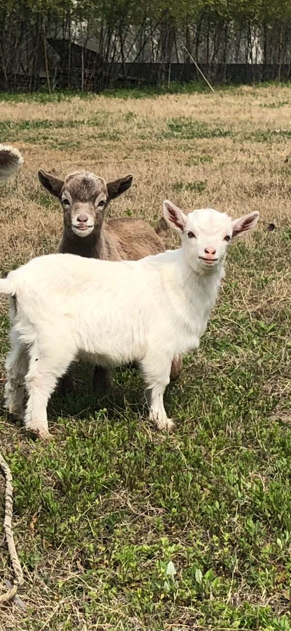 想想它在这里也没有归属感很孤独,几天后还是把它放回郊区的草地上养