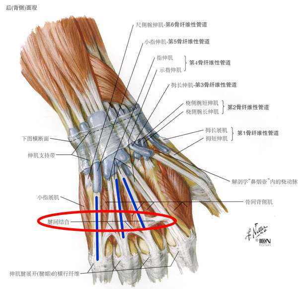 netter  奈特人体解剖彩色图谱