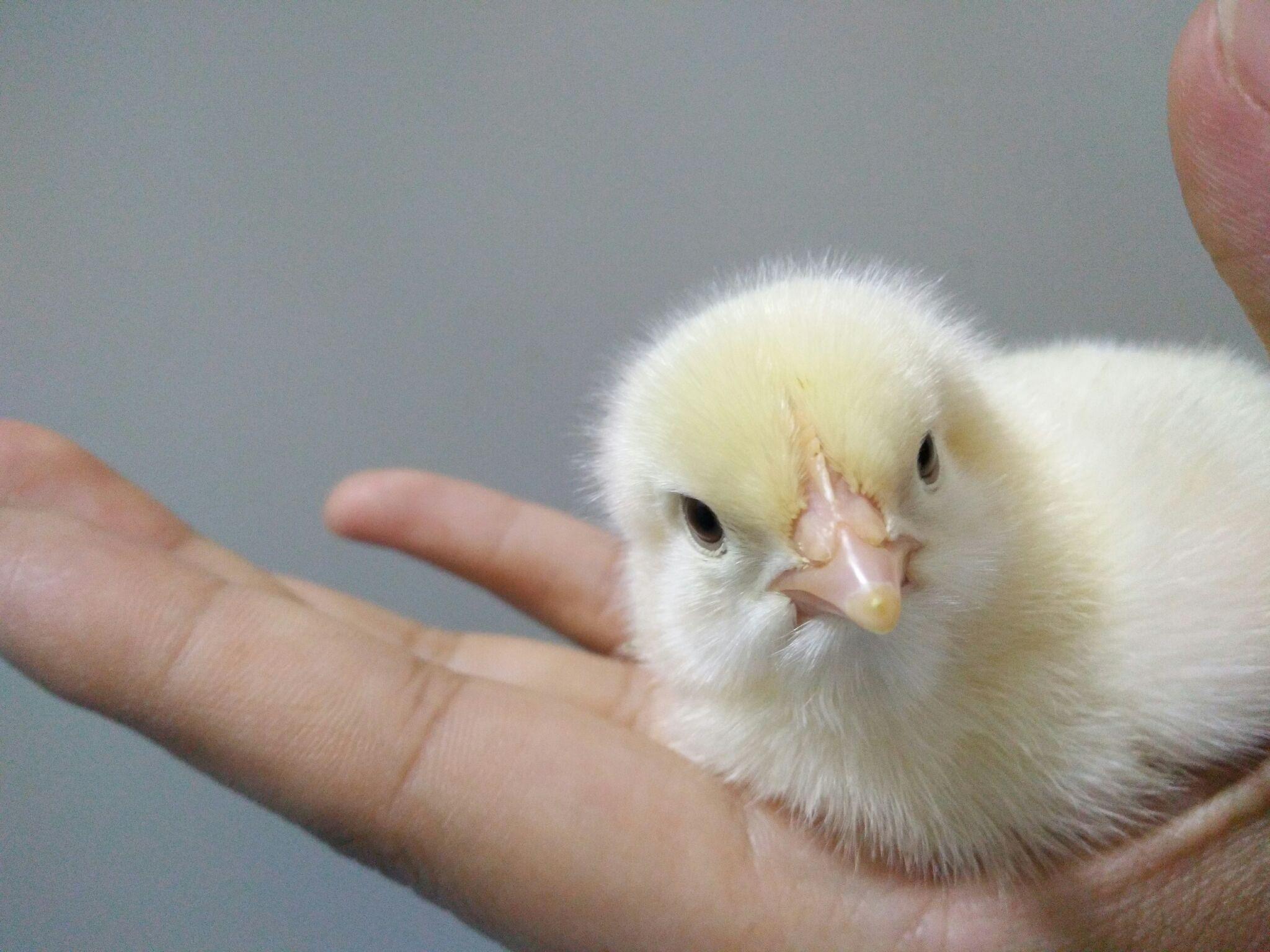 兔子的耳朵为什么会烂 706de29a759b280fcea90ee536f12632_r.jpg