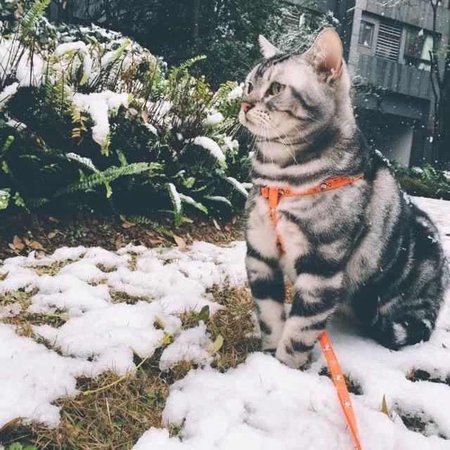 为什么有人遛狗,却没看到有人溜猫。换句话说