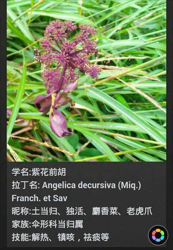 紫花前胡:一个自带襁褓的宝宝