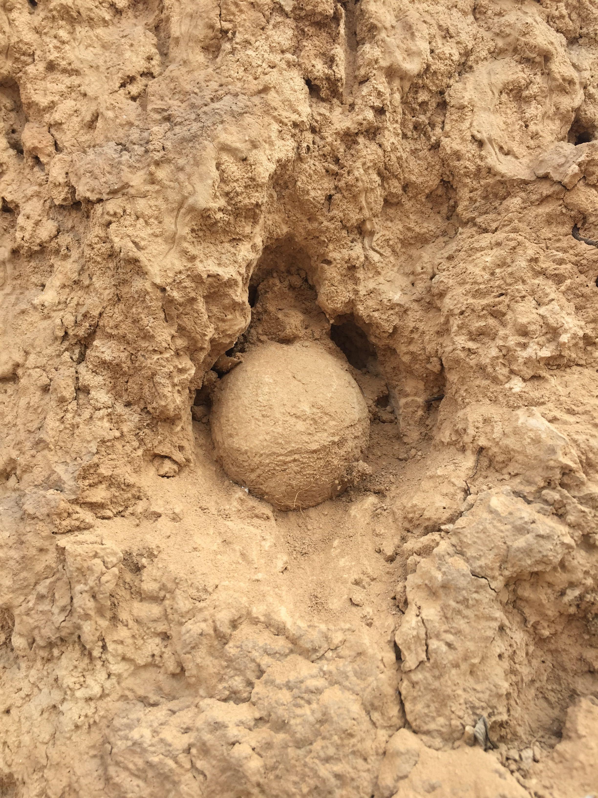 小时候土墙上有那种圆圆的像蛋一样的是什么东西是土做的在墙里面有的