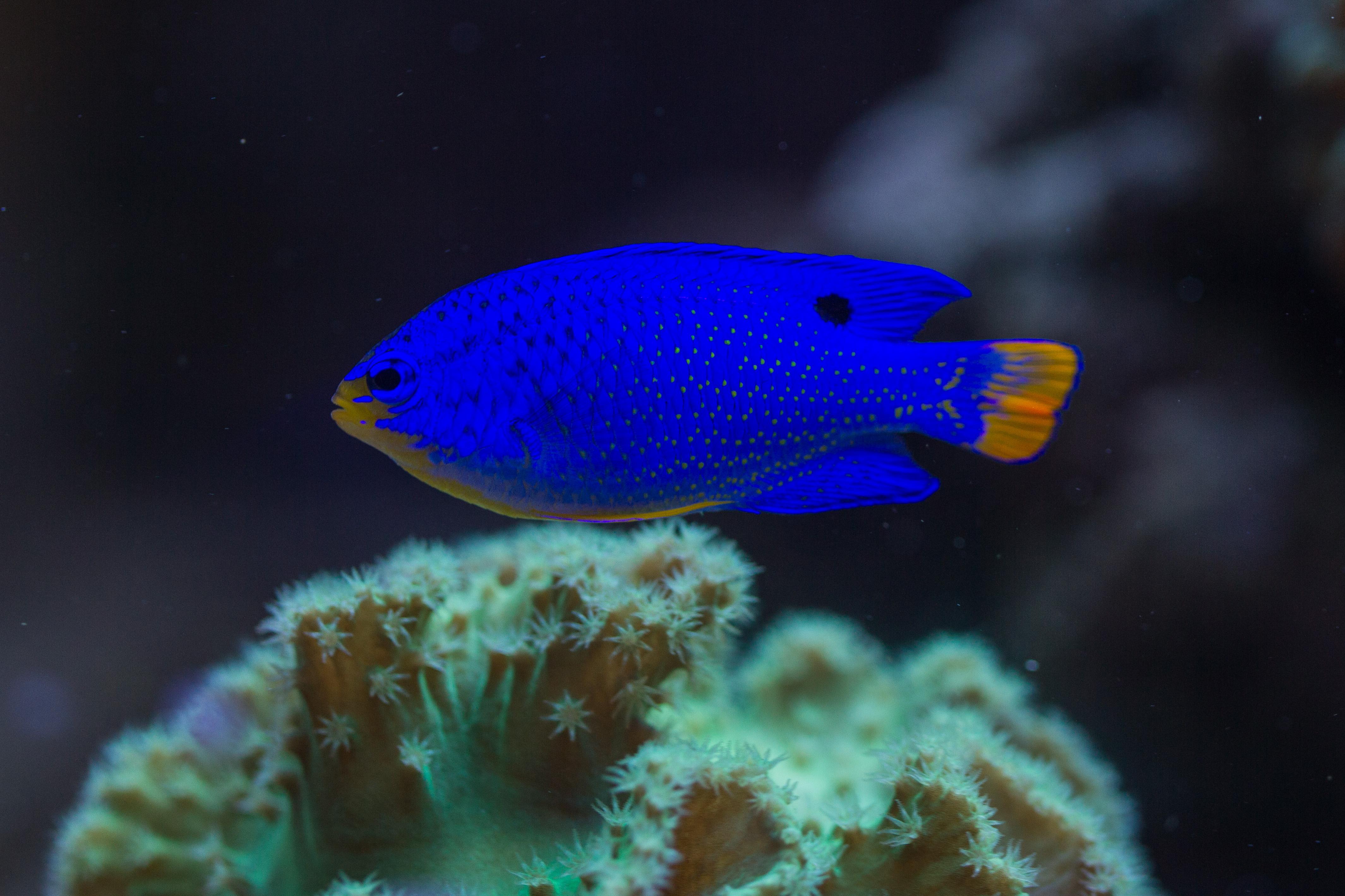 (斐济魔) 喜欢渐变色?(雷达)