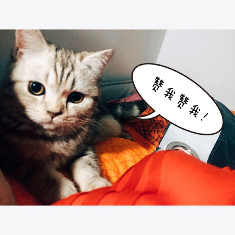 猫挨打后会记住么?