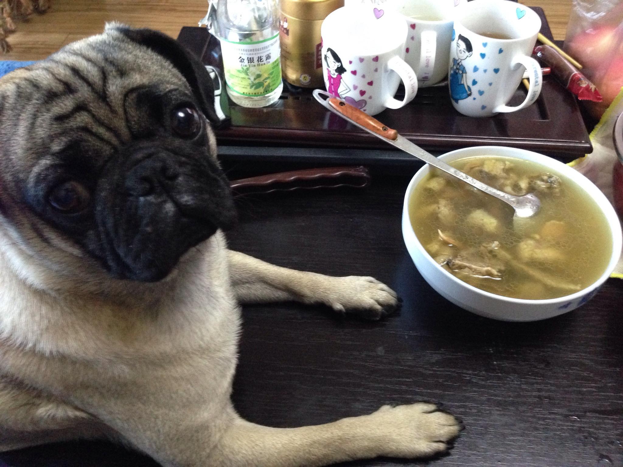 一个月的巴哥犬怎么养 7375ad45481f385de5c82158a58a8f8a_r.jpg