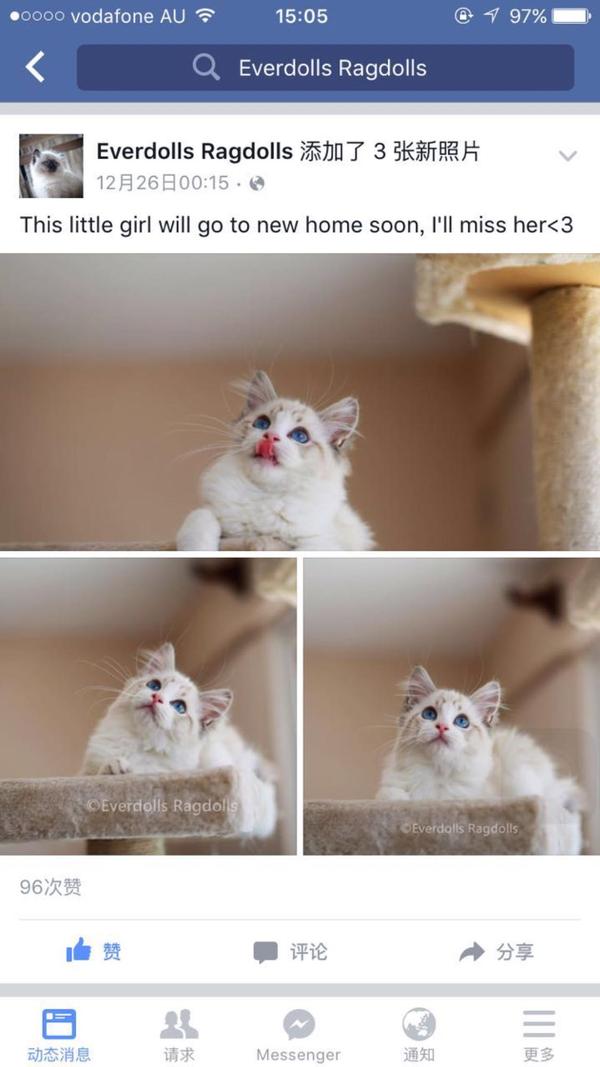 怎样挑布偶猫宝宝 知乎