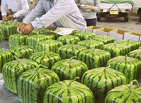 关于夏天,你的印象是什么?