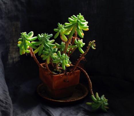 多肉植物长了气根怎么办 看大叔的方法吧 知乎