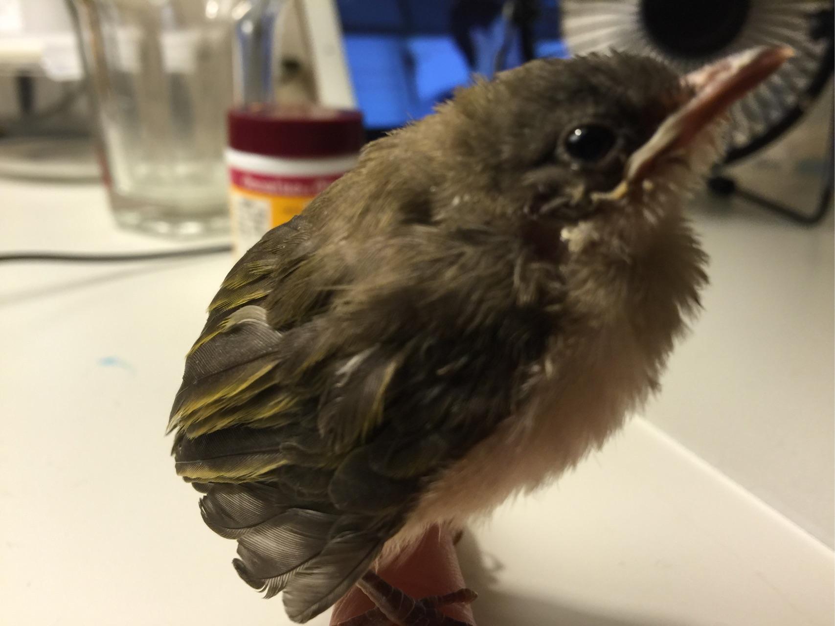 请问这是什么鸟,路边捡到的? - 鸟类 - 知乎