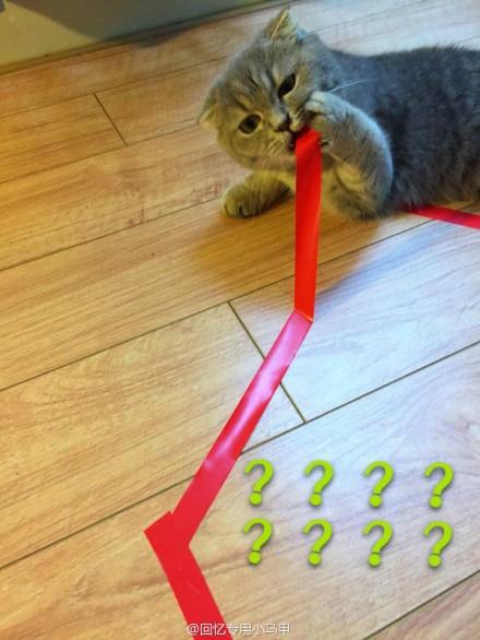 是不是在地上画个圈猫就会蹲进去呢如果是为什么