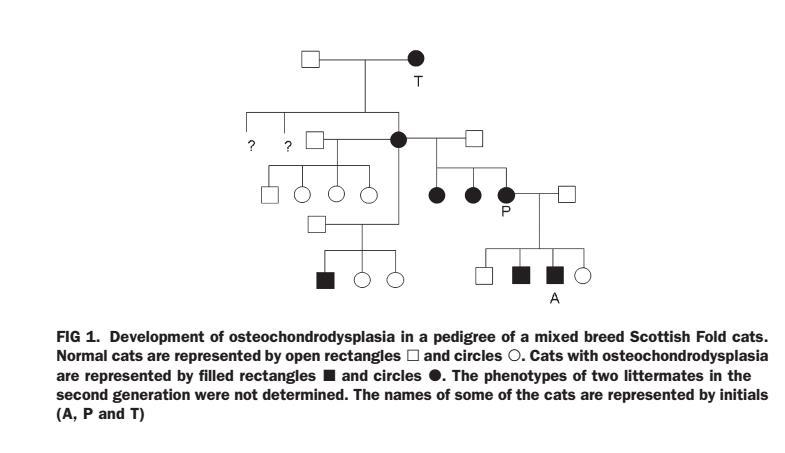 怎么看待网友们喷<em>回忆专用小马甲</em>的折耳猫端午
