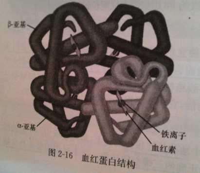 血红蛋白 知乎
