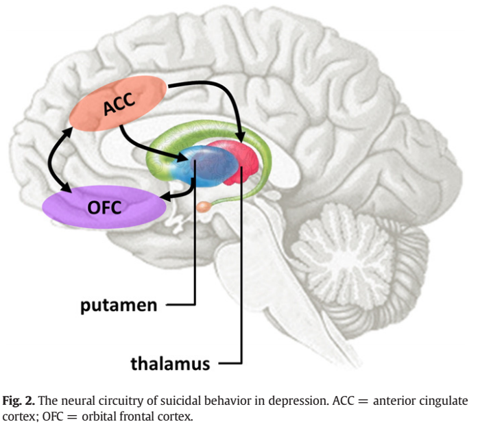 为什么人会想要自杀如何看待自杀