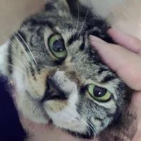 5毫子