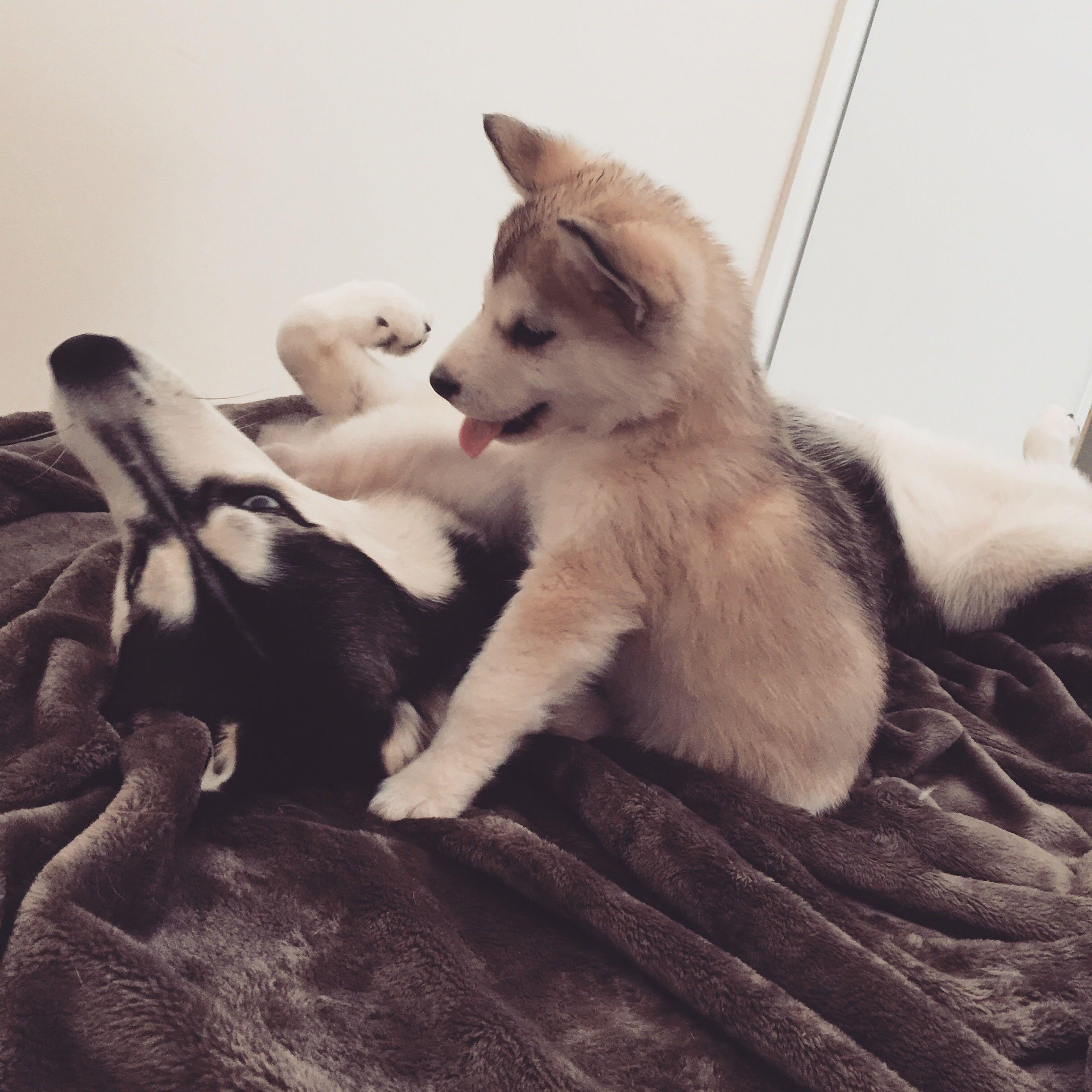 编辑于 2016-07-03 23:33养犬兄妹农村兄妹分享养犬日常,传授训犬经验