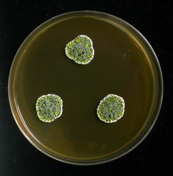 青霉菌 形态图片