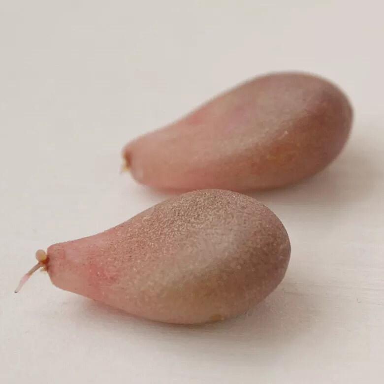 多肉要怎么叶插? - 六月的雨的回答 - 知乎