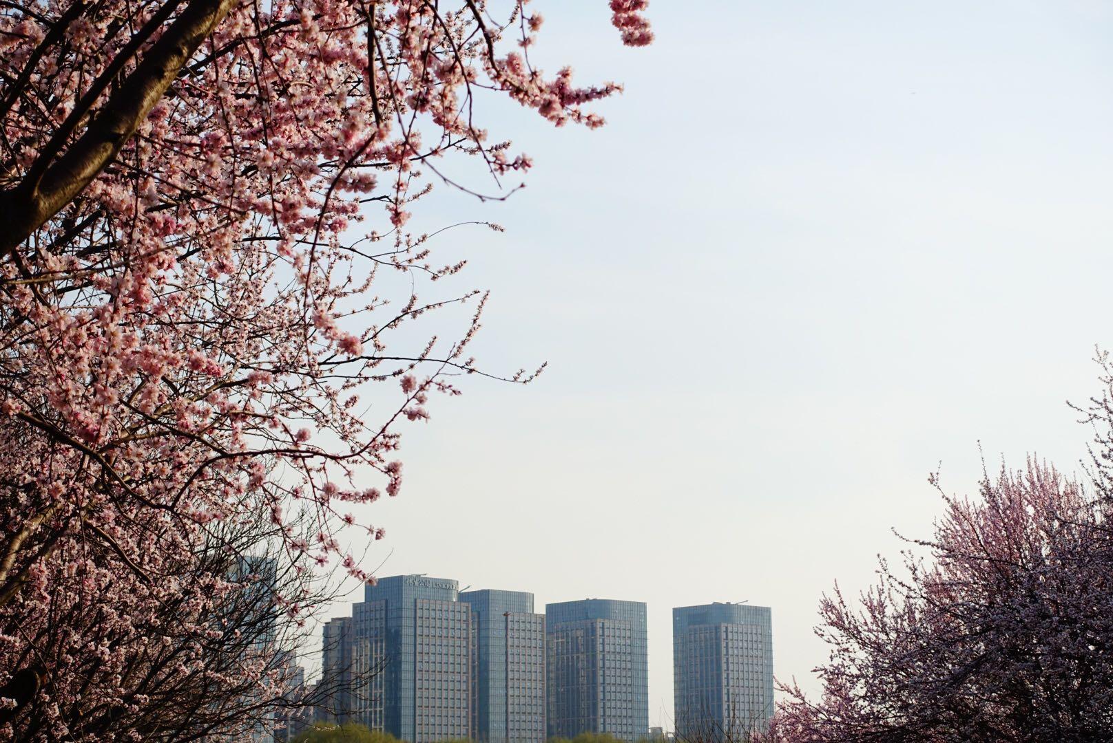 黑卡相机与微单相机的优缺点? - 巫山云的回答
