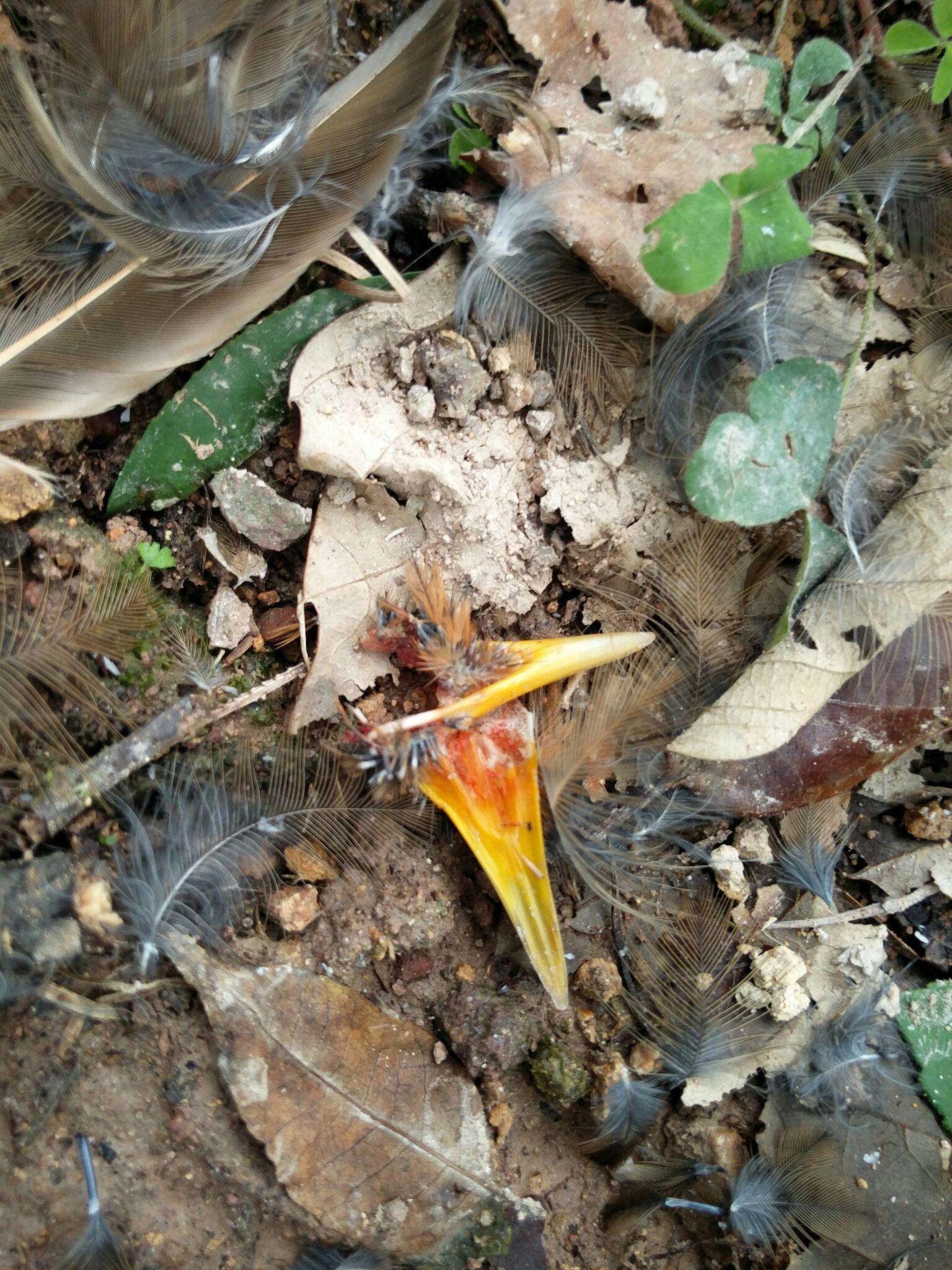 自然界有哪些很残酷的现象? - hearsay 的回答