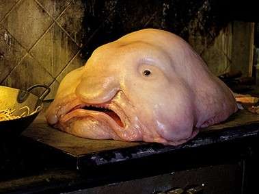 深海鱼为什么都长得那么丑