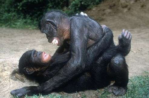 为什么人类会进化出传统的龙翻体位(传教士)?