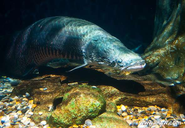 图片这是什么鱼?