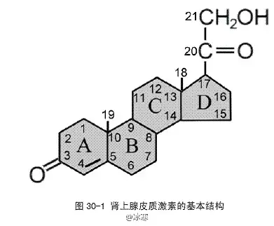 平时谈到护肤品时说的激素,全称叫作"肾上腺糖皮质激素",顾名思义,是