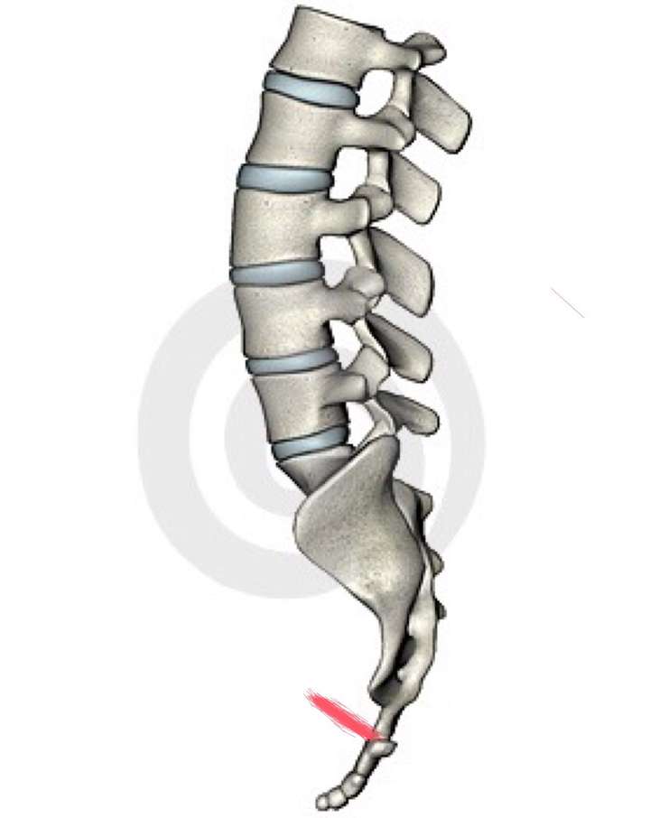 尾脊骨骨折图片