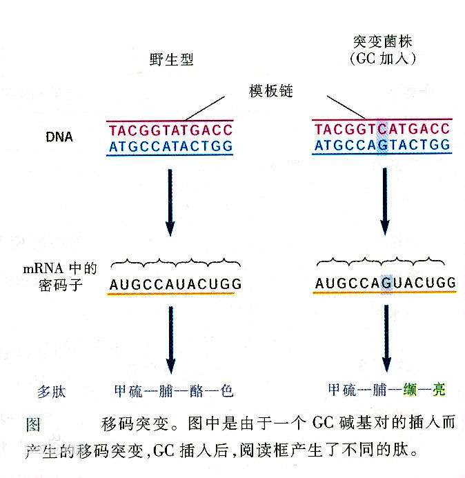 它的出现是由于移码突变