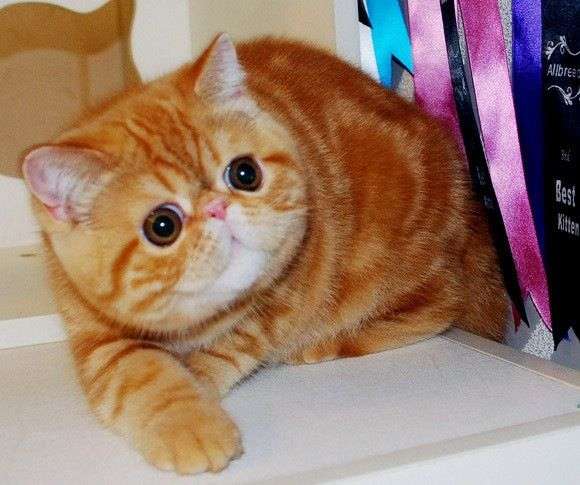 加菲猫是什么品种的猫?