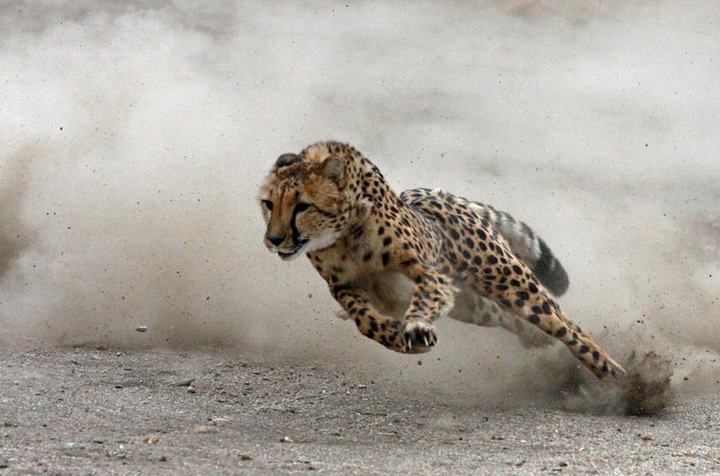 猎豹的奔跑速度为什么那么快?