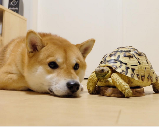 如何养一只豹龟 知乎 如何养一只豹龟 知乎