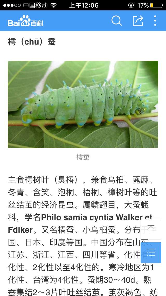 夜孔雀是什么昆虫?