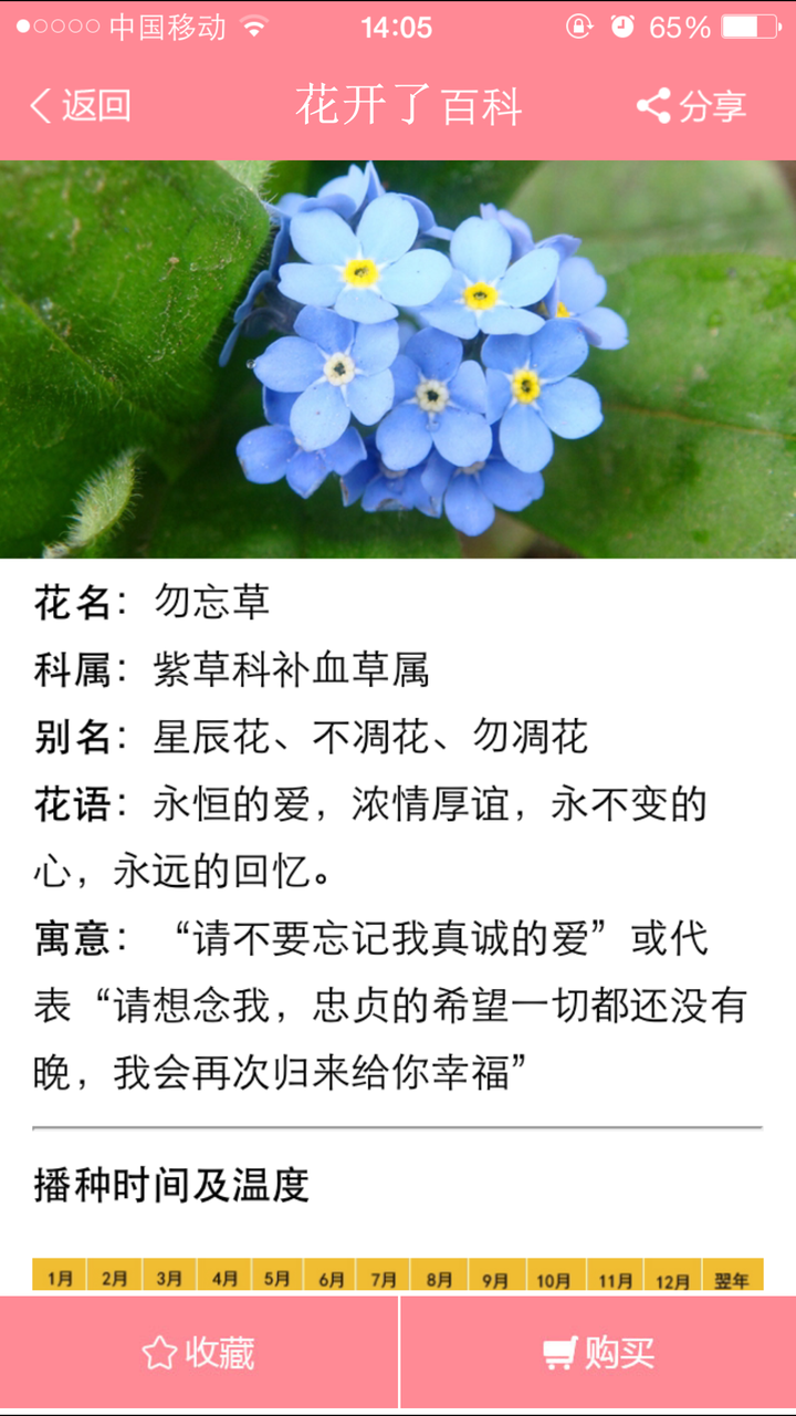 勿忘草图片带花语图片