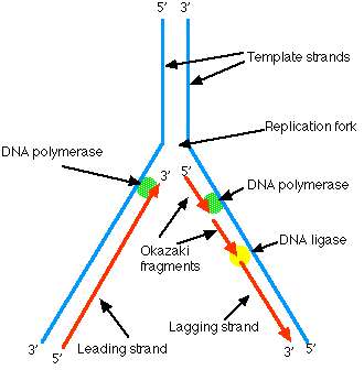 真核生物dna复制双向进行能否认为同一单链复制起点的两个方向分别为