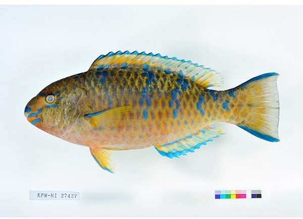 蓝点鹦哥鱼(scarus ghobban)