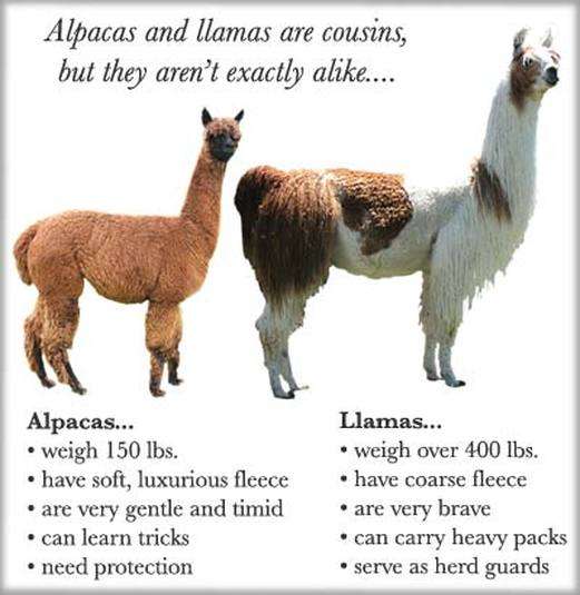 大羊驼(llama)重量大,其实应该算到骆驼或者马那一类里,可以骑.